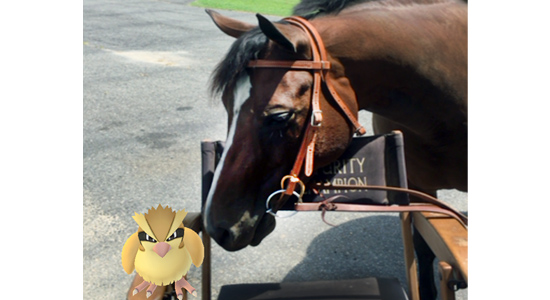 Share your equine-related Pokémon pictures and win prizes