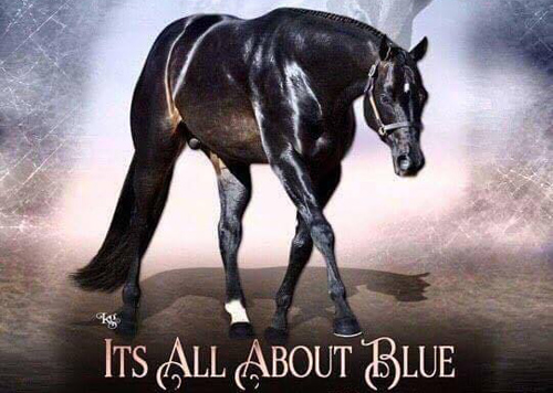 AQHA Hunter Under Saddle Sire Its All About Blue Passes