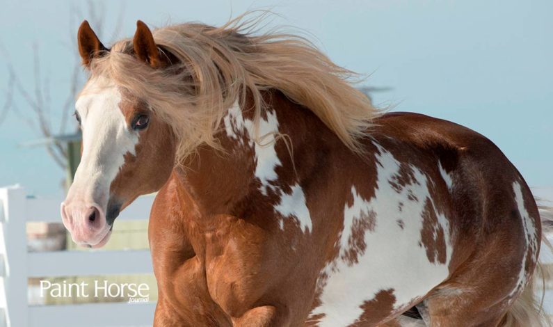 New American Paint Horse Foundation initiative funds genetic research
