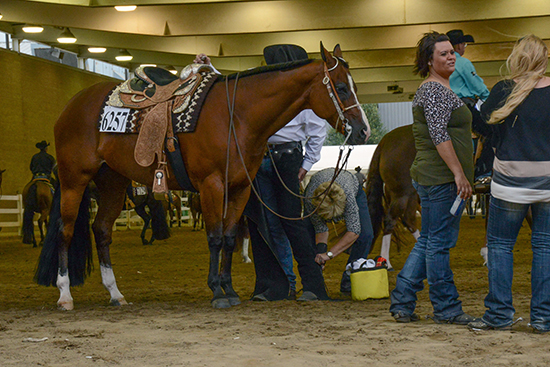 Candids from the All American Quarter Horse Congress | InStrideEdition