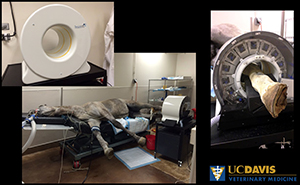 UC Davis first to offer PET scans