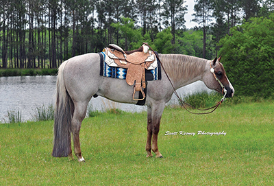 vs-code-blue-saddled