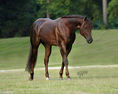 Extremely Hot Chips’ record as a sire strong as his show record