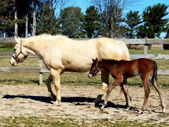 Surrogate dams come to the rescue of some worried foal owners