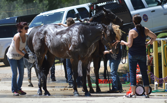 AQHA Level 1 Championship-East • May 2-7, 2017 • Raleigh, North Carolina