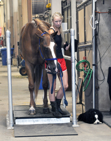 AQHYA World Show • August 4-12, 2017 • Oklahoma City, Oklahoma