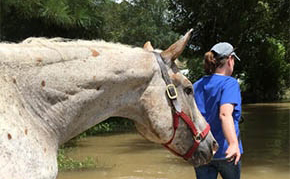 AAEP Accepting Donations to Assist Horses Affected by Hurricane 