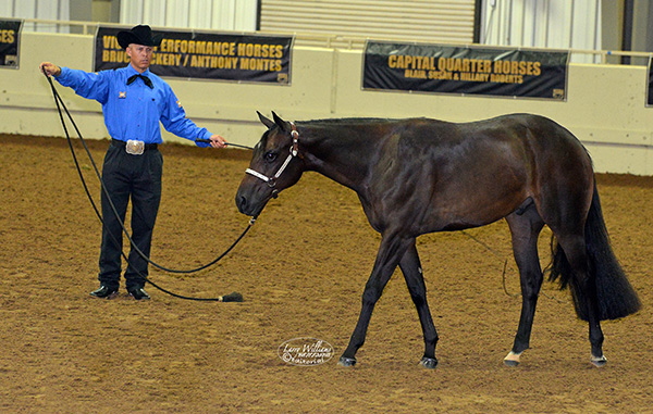 Orphan foal makes debut at NSBA World Show; Recap of competition