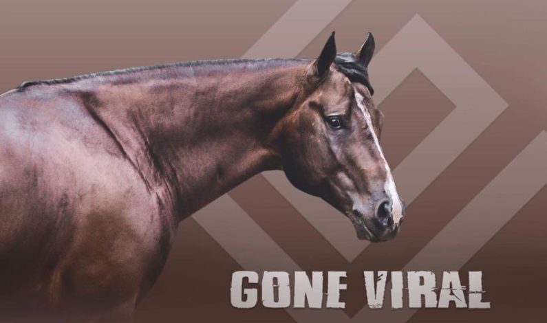 AQHA Stallion Gone Viral to Stand at Stud for 2018 Breeding Season