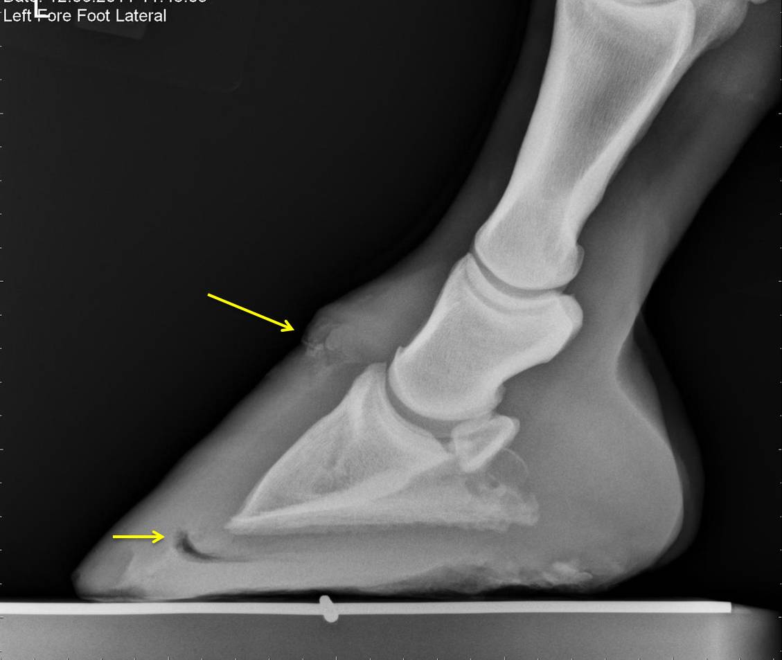 Radiographs help farriers | InStrideEdition