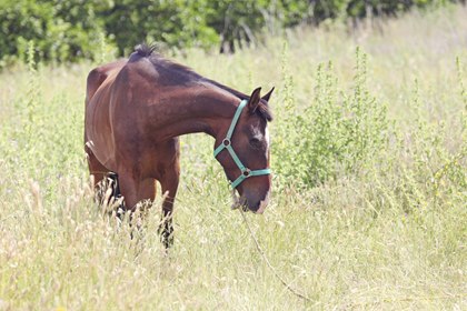 Abandonment: A look at how the law views horses left to fend for themselves