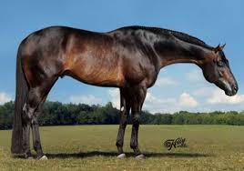 Leading Hunter Under Saddle sire These Irons Are Hot passes