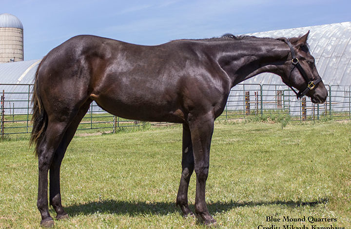 Dispersal for BMQ Quarter Horse