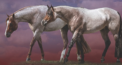 New Galyean Stallions.jpg