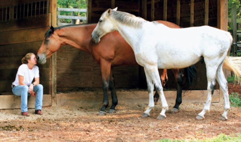 Having your horses properly cared for while you’re away presents challenges