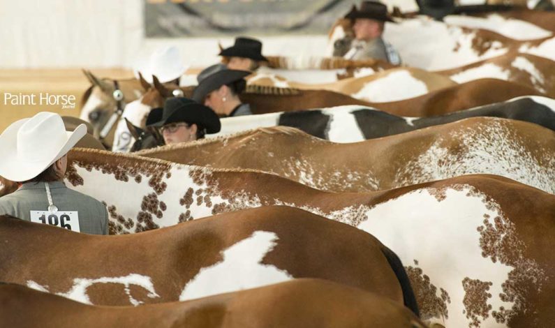 Top 20 APHA Shows Announced for the 2017 Show Season