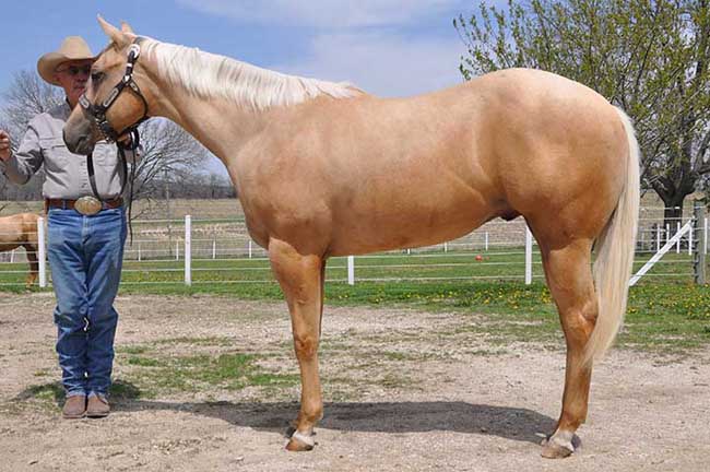 June Horse Auction