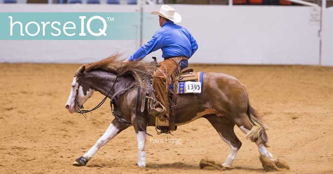 HorseIQ adds Reining