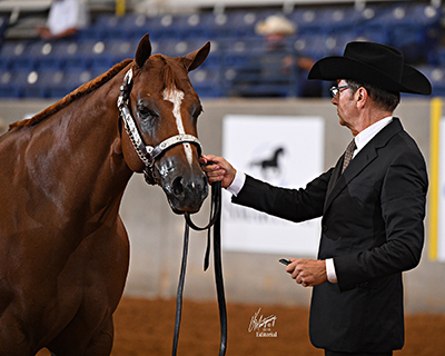 New Rules For AQHA Performance Halter Classes