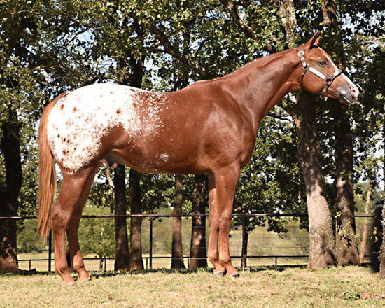 Two internet horse auctions closing this week