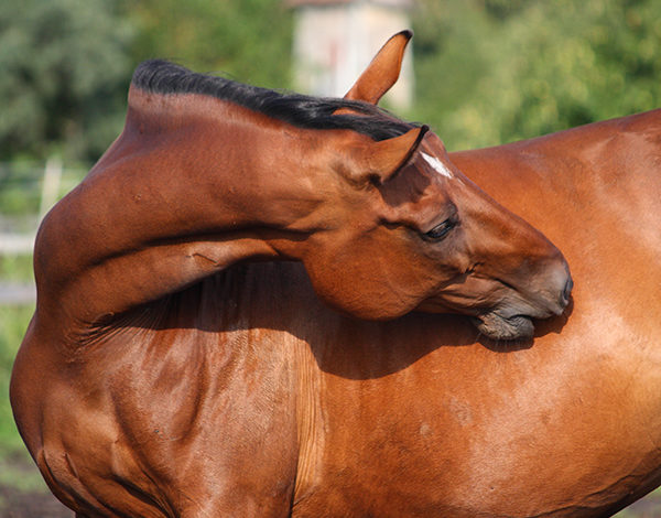 Gut Check: Ulcers could be the cause of your horse’s bad attitude
