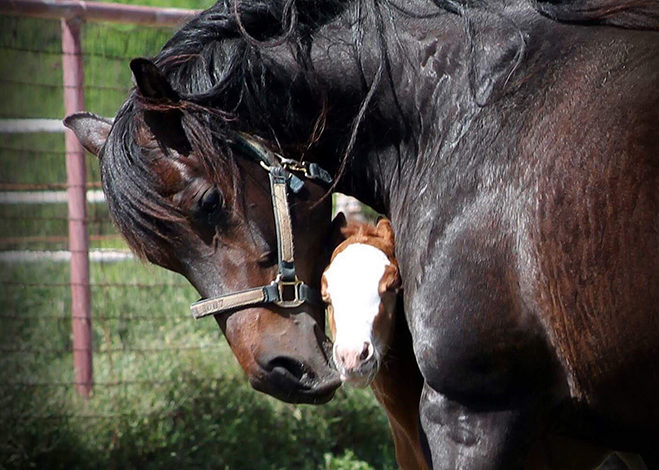 Why mares reject their foals