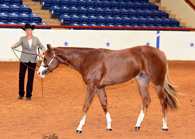 APHA World Show Schedule posted