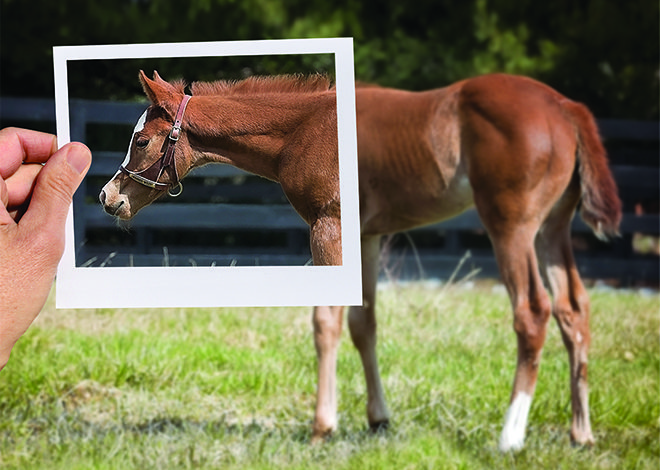 Picture Perfect: Perfecting shots of foals