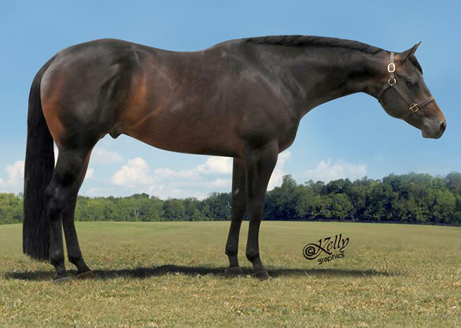 Decorated AQHA stallion Only In The Moonlite passes at age 15