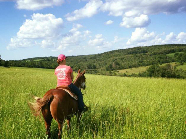 Out of Retirement: Bringing show horses back to the pen