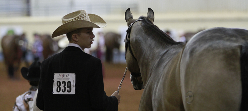 AQHA issues reminder on Performance Halter rules