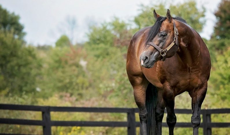 Winnies Willy humanely euthanized after battle with laminitis