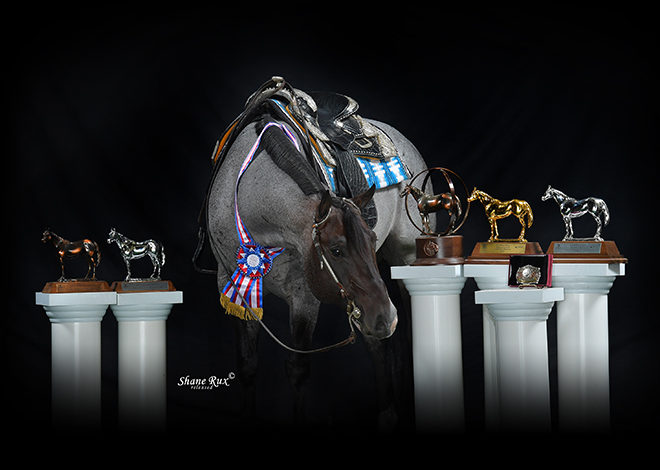 NSBA honors horses, individuals at awards ceremony