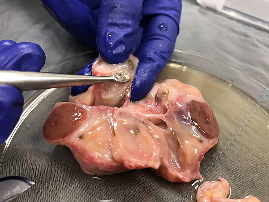 Processing post-mortem ovaries