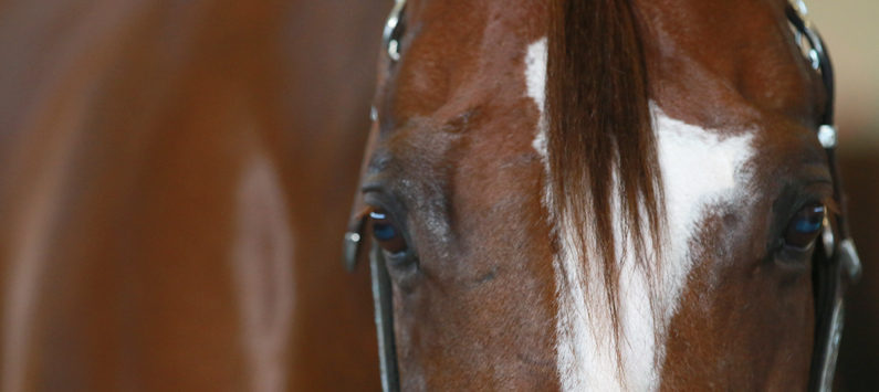 AQHA releases Guidelines and Rules for Drugs and Medications