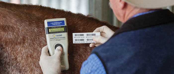 Record your horse’s microchip with AQHA