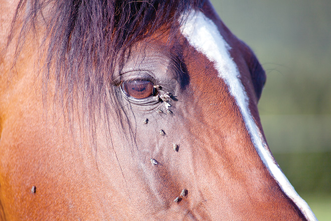 Fly Control: Make sure you have the best tools to keep horses comfortable