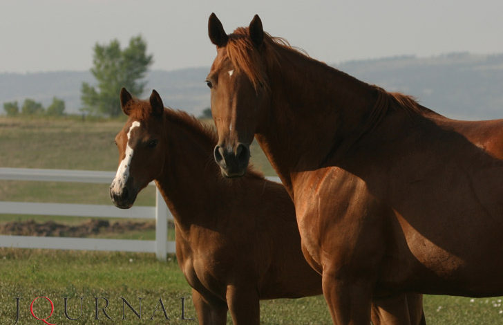 AQHA outlines embryo transfer rules