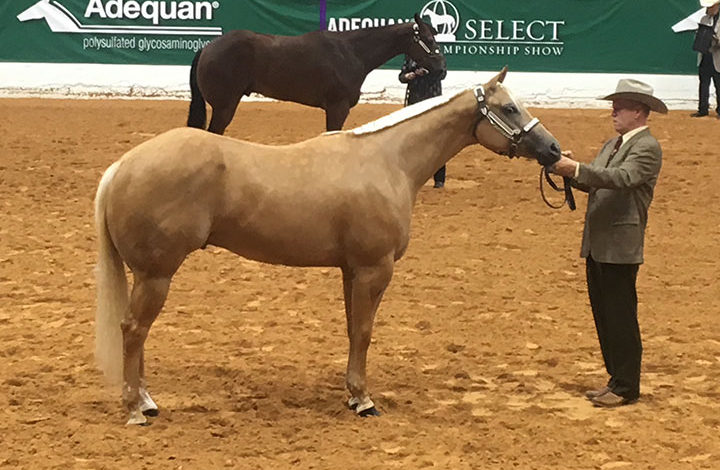 You can still enter one of the March Internet Horse Auctions