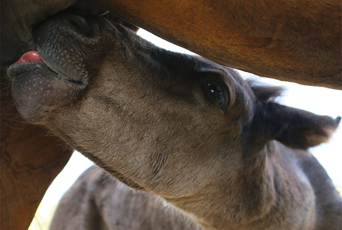 Induced Lactation: Considering alternatives to nurse mares