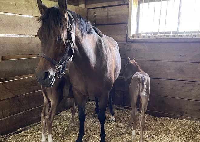 The Magic of Motherhood: Richland mare adopts orphan foal and cares for him along with her own