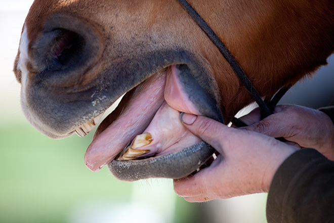 Horse,Dentist,At,Work,Check,Horse,Mouth