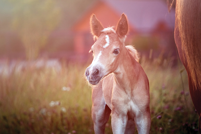 Bringing Up Babies: Breeders explain what they do to make sure new foals get the right start