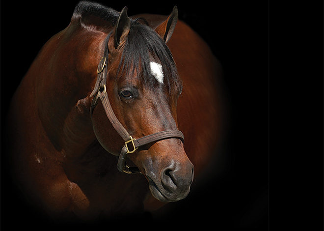 Machine Made: His foals have now logged over $2 M in earnings