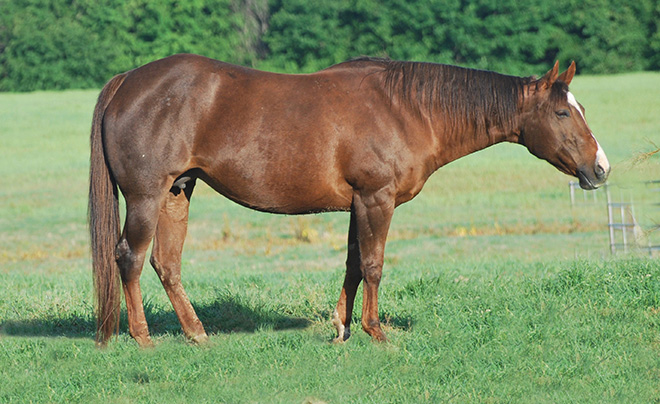 Food For Thought: It is important to pay attention to nutrition in late-term mares