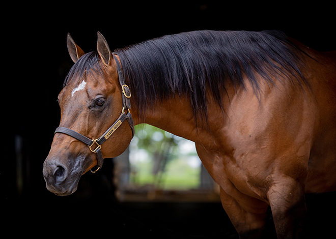 LL Cool Bay: An AQHA and NSBA World and Congress Champion sire with only 70 foals on the ground