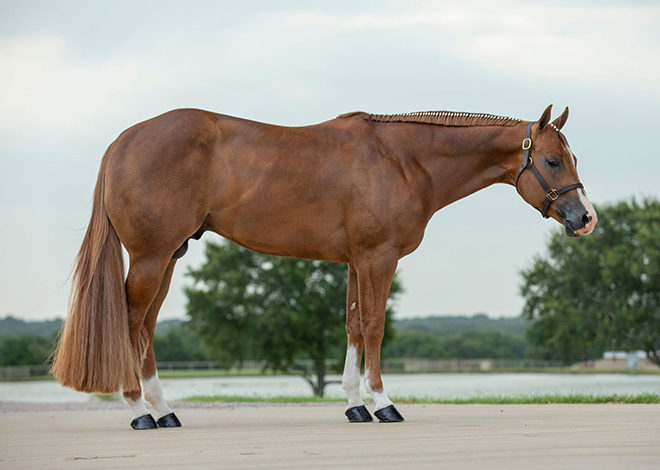 Hay Goodlookn: Performance, pedigree, conformation make this AQHA stallion appealing choice for mare owners