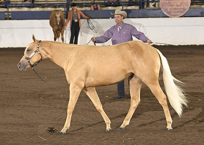 DJ Beam teams with Invested Mechanic to win Open Longe Line at Palomino World Show for second straight year