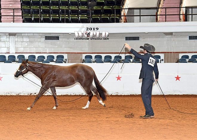 A guide to the 2022 Appaloosa World Show