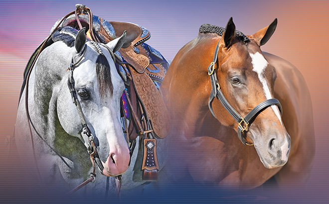 Corrival Ranch: Striving to breed the ultimate all-around Quarter Horse